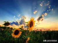 上海申掣网络科技有限公司