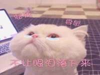 上海申掣网络科技有限公司