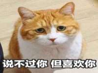 上海申掣网络科技有限公司