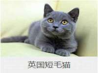上海申掣网络科技有限公司