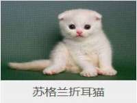 上海申掣网络科技有限公司