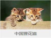 上海申掣网络科技有限公司