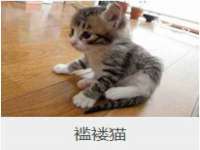 上海申掣网络科技有限公司