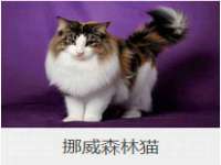 上海申掣网络科技有限公司