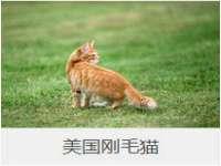 上海申掣网络科技有限公司