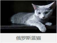 上海申掣网络科技有限公司