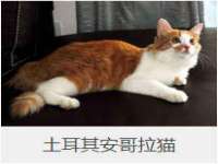 上海申掣网络科技有限公司