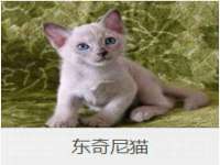 上海申掣网络科技有限公司