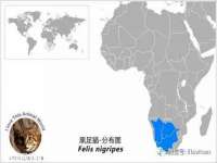上海申掣网络科技有限公司