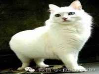 上海申掣网络科技有限公司