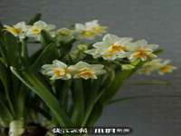 上海申掣网络科技有限公司