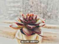 上海申掣网络科技有限公司