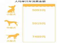 上海申掣网络科技有限公司