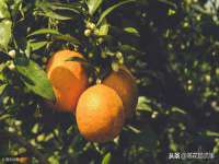 上海申掣网络科技有限公司