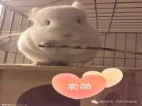 上海申掣网络科技有限公司