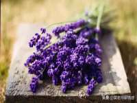 上海申掣网络科技有限公司