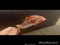 上海申掣网络科技有限公司